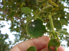 Phoradendron villosum