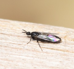 Scatopsidae