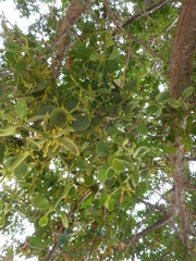 Phoradendron villosum