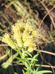 Brickellia eupatorioides