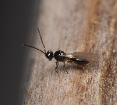 Diapriinae