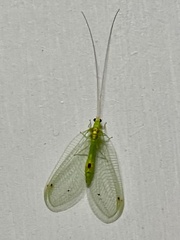Leucochrysa insularis