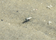 Habroscelimorpha dorsalis
