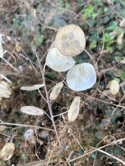 Lunaria annua