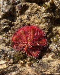 Drosera spatulata
