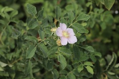 Rosa californica