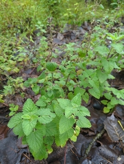 Nepeta cataria