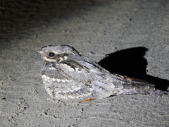 Caprimulgus europaeus