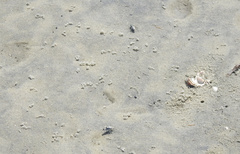 Habroscelimorpha dorsalis