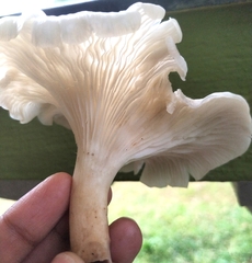 Pleurotus