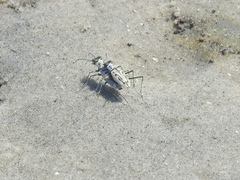 Habroscelimorpha dorsalis