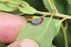 Exobasidium arctostaphyli
