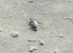 Habroscelimorpha dorsalis