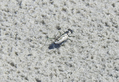 Habroscelimorpha dorsalis
