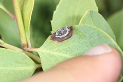 Exobasidium arctostaphyli
