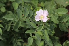 Rosa californica