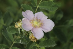 Rosa californica