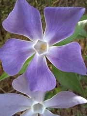 Vinca