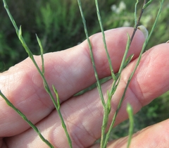 Chloracantha spinosa