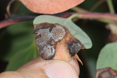 Exobasidium arctostaphyli