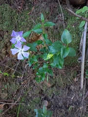 Vinca