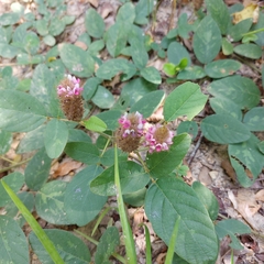 Uraria crinita