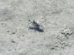 Habroscelimorpha dorsalis