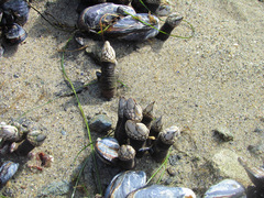Pollicipes polymerus