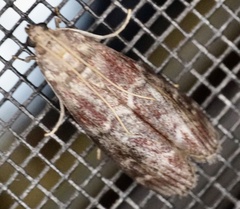 Euzophera ostricolorella