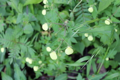 Calceolaria
