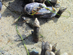Pollicipes polymerus