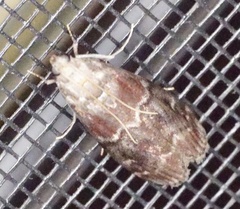 Euzophera ostricolorella