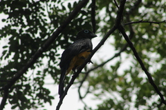 Trogon melanocephalus