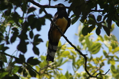 Trogon melanocephalus