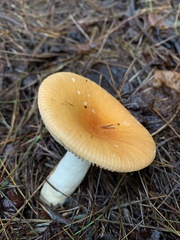 Russula decolorans