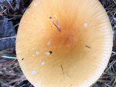 Russula decolorans