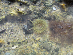 Actiniidae