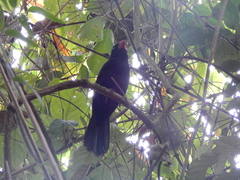 Saltator fuliginosus