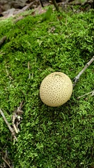 Scleroderma citrinum