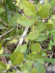 Forestiera ligustrina