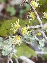 Forestiera ligustrina