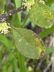 Forestiera ligustrina