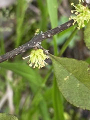 Forestiera ligustrina