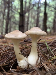 Ampulloclitocybe
