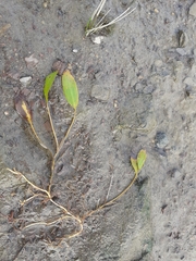 Potamogeton natans