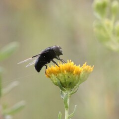Copestylum violaceum