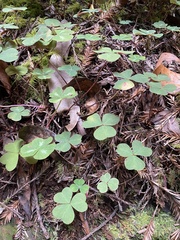 Oxalis oregana
