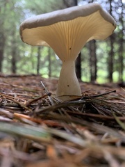 Ampulloclitocybe