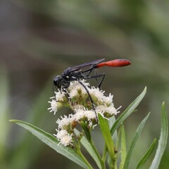Ammophila