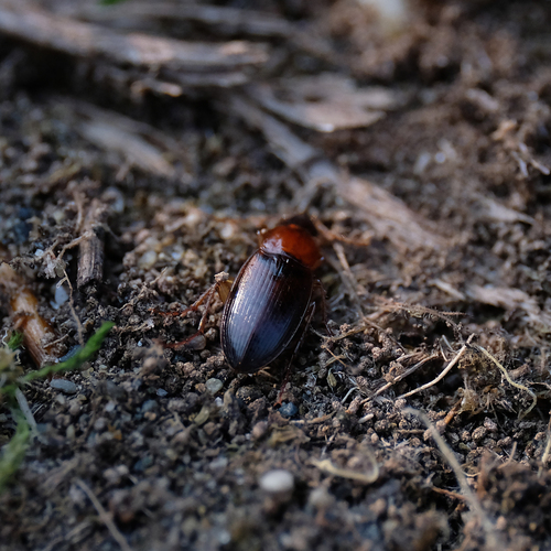 Red-collared harp ground beetle